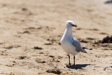 neugierige Möwe am Strand in der rechten Bildhälfte