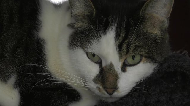 cat sleeping on blanket eyes find camera and adjust to lighting close up 4k