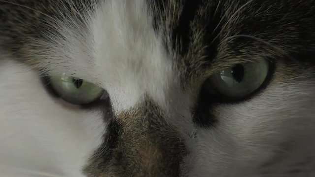 cat eyes close up 4k