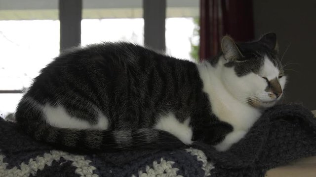 cat sleeping on top of couch headrest and blanket 4k side view