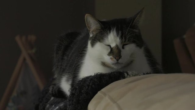 cat sleeping on top of couch headrest 4k