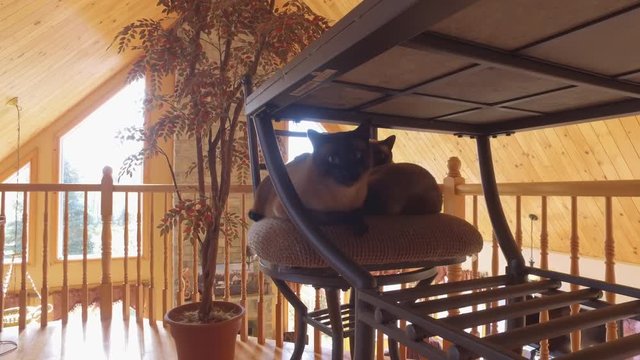 two siamese cats sitting on chair together cozy 4k slider view
