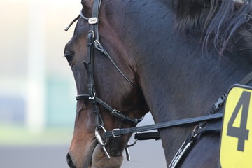trotteur 
