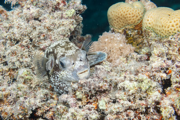 Masked puffer lurking in the coral. © Artur