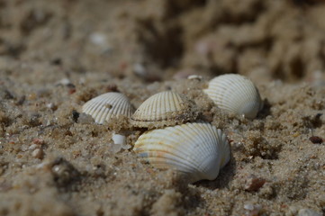 Muscheln im Sand
