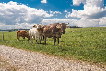 small cow herd with horns on a pasture in Unteralläu - Bavaria, fenced with barbed wire