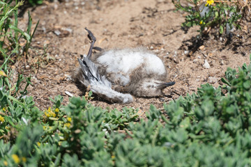 totes Küken einer See-Möwe liegt auf dem Boden