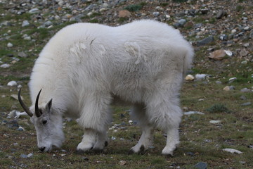 Mountain goat walking around and looking for food