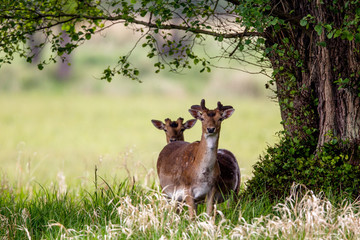 Damhirsche (Dama dama) suchen Deckung unter Bäumen im Naturschutzgebiet Mönchbruch bei Mörfelden in Hessen, Deutschland, Europa.