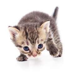 Kitten on white background.