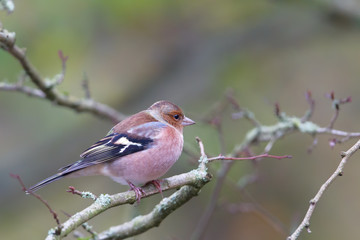 Buchfink (Fringilla coelebs) auf einem Ast im Naturschutzgebiet Mönchbruch bei Frankfurt, Deutschland.