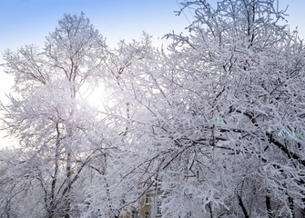 Snow covered branches of tree