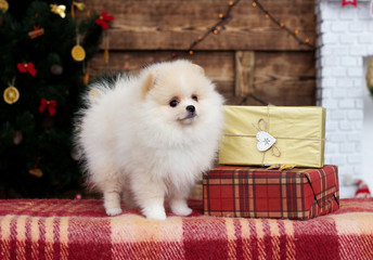 Pomeranian puppy looks under Christmas