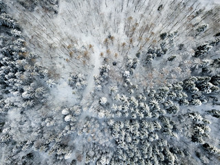 Aerial view of snow covered forest in winter in Switzerland, Europe