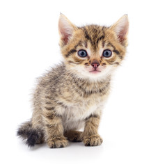 Kitten on white background.