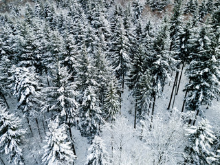 Fototapeta premium Aerial view of snow covered forest in winter in Switzerland, Europe