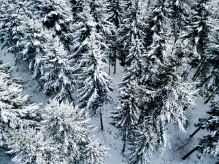 Aerial view of snow covered forest in winter in Switzerland, Europe