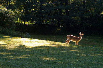 Deer, young buck, in field in new york state