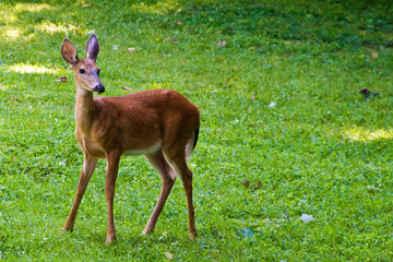 Deer, doe, in field in new york state