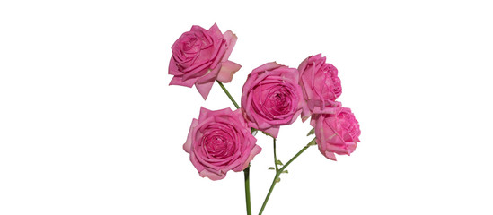Rosen bouquet isoliert auf weiss