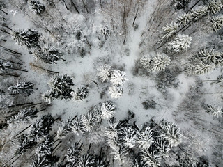 Aerial view of snow covered forest in winter in Switzerland, Europe