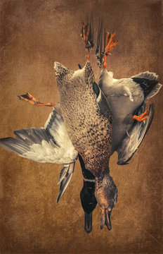 a couple of killed ducks. postcard