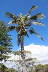 Obraz premium Holidays under a coconut palm in Queensland, Australia