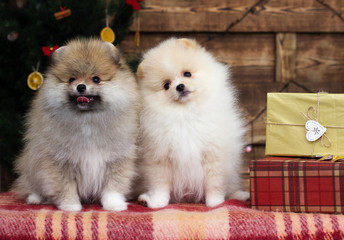 Pomeranian puppy looks under Christmas