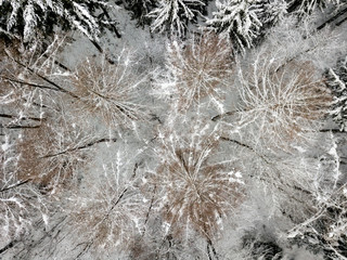 Aerial view of snow covered forest in winter in Switzerland, Europe