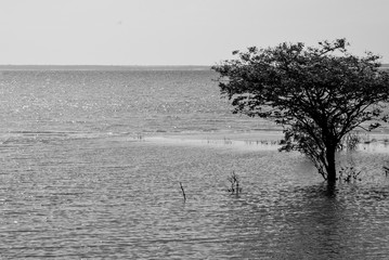 Rio Tapajós, Alter do Chão