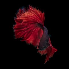 Rolgordijnen Rode dargon © AEyZRiO