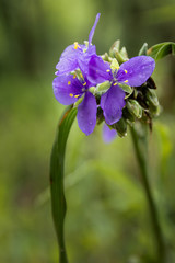Spiderwort Flower