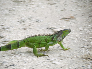 Leguan at Key West