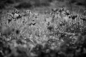 X-Ray Anemones field