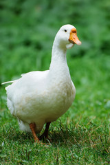 Side view of white goose.