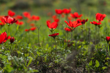 Obraz premium Red Anemone field