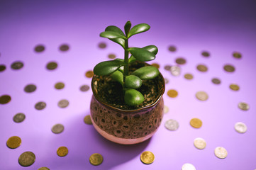 money tree (Crassula ovata) on Feng Shui