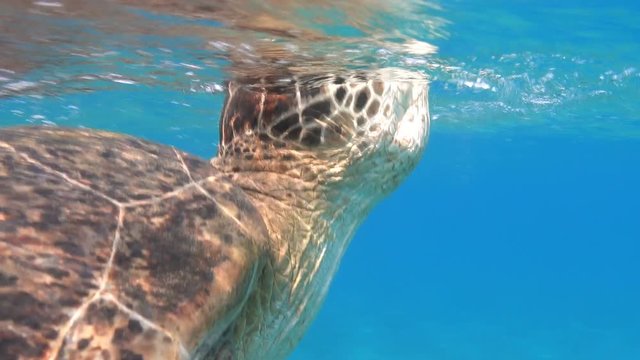 Green sea turtle breath on the surface of tropical sea underwater
