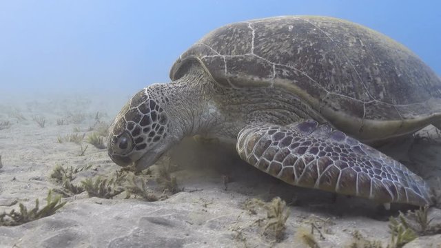 Green sea turtle feeding sea grass underwater close up
