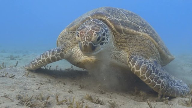Green sea turtle feeding sea grass underwater close up
