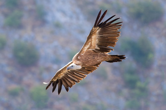 Griffon vulture flying above Uvac river in Serbia