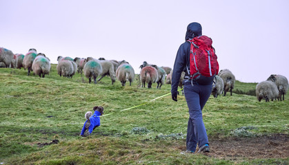A hiker and their dog out walking on a lead to protect wildlife and animals in the English countryside, UK.