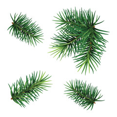 Set:  fir-tree branches for festive design. Close-up. Isolated. Christmas. New Year.   Vector Illustration .Eps 10.