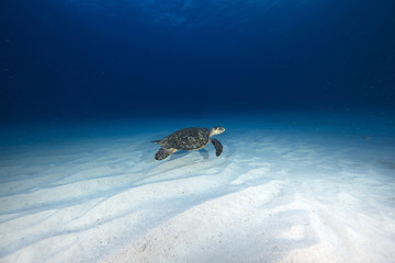 Hawksbill Sea Turtle (BWI)