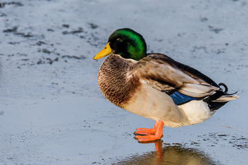Male common mallard