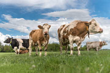Fototapeta na wymiar Herd of cows on a pasture in Unteralläu - Bavaria
