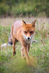 the fox (Vupes vulpes) is coming!