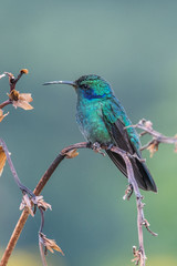 Hummingbird(Trochilidae)Flying gems