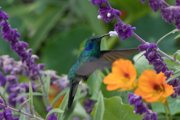 Hummingbird(Trochilidae)Flying gems