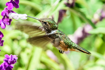 Hummingbird(Trochilidae)Flying gems